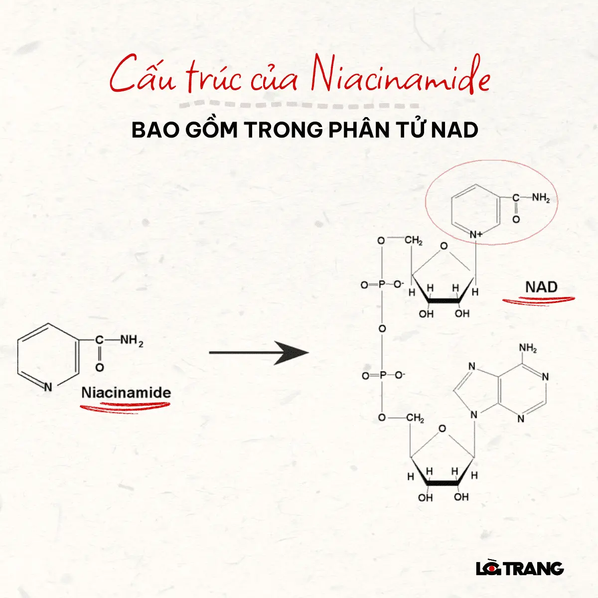 niacinamide-la-gi-niacinamide-10