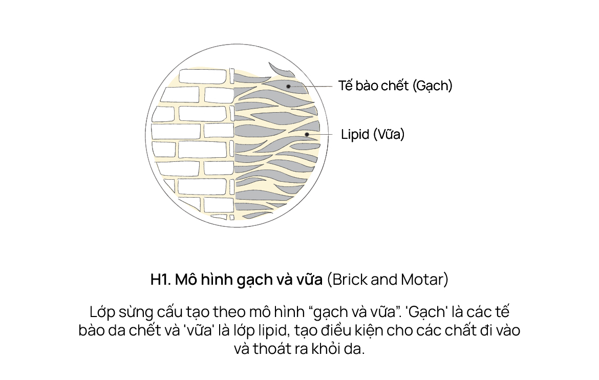 Mô hình gạch và vữa của làn da