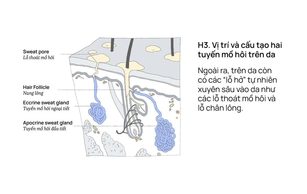 Vị trí và cấu tạo hai tuyến mồ hôi trên da