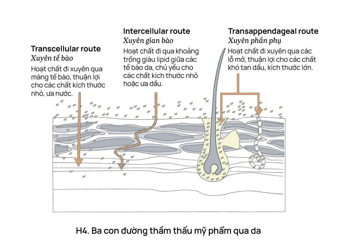 Ba con đường thẩm thấu của mỹ phẩm