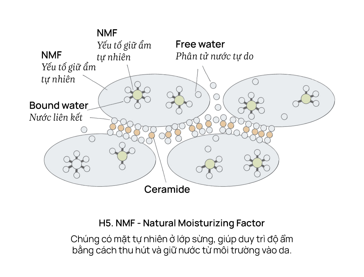 NMF - Natural Moisturizing Factor (Nhân tố giữ ẩm tự nhiên)