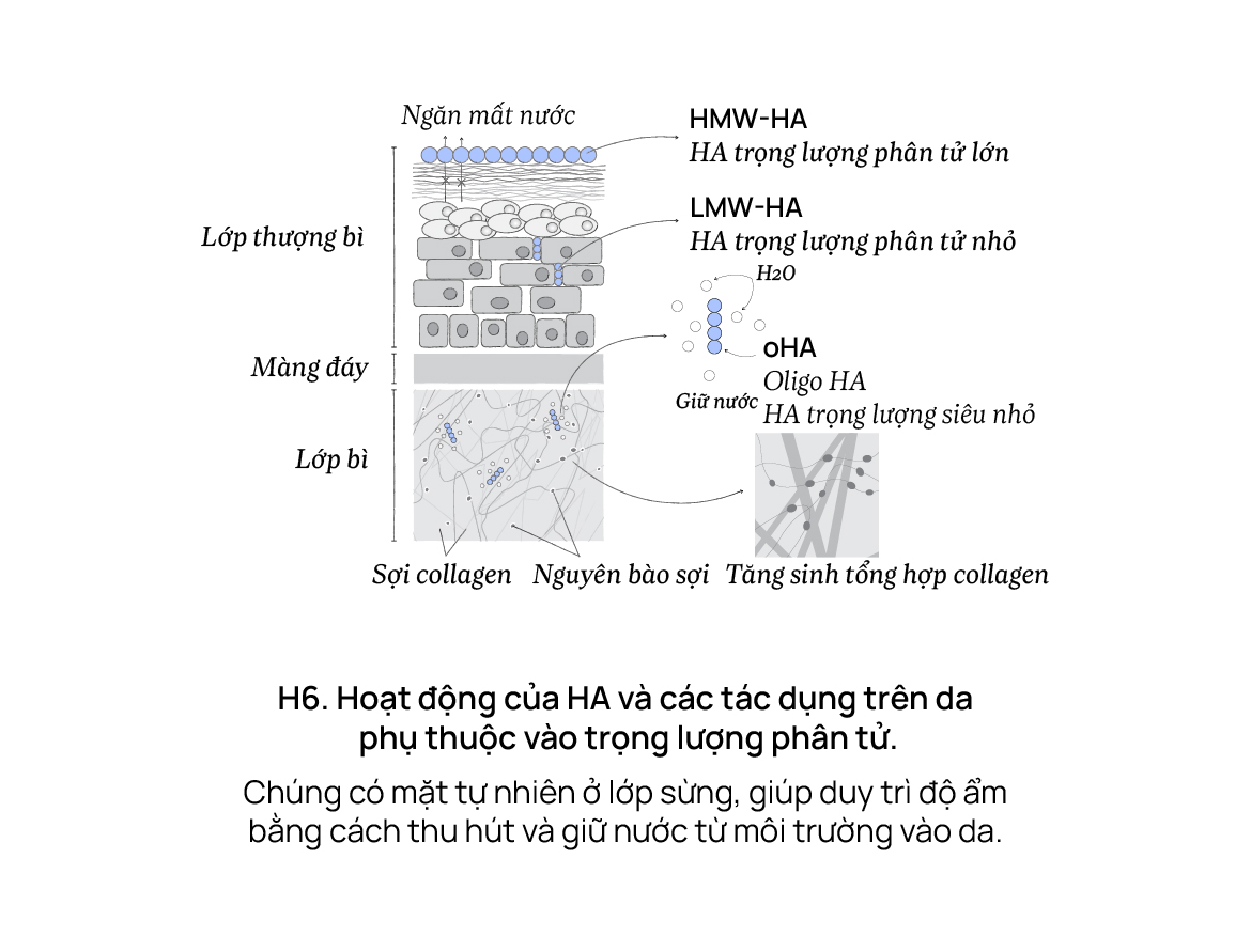 Hoạt động của HA và các tác dụng trên da phụ thuộc vào trọng lượng phân tử.