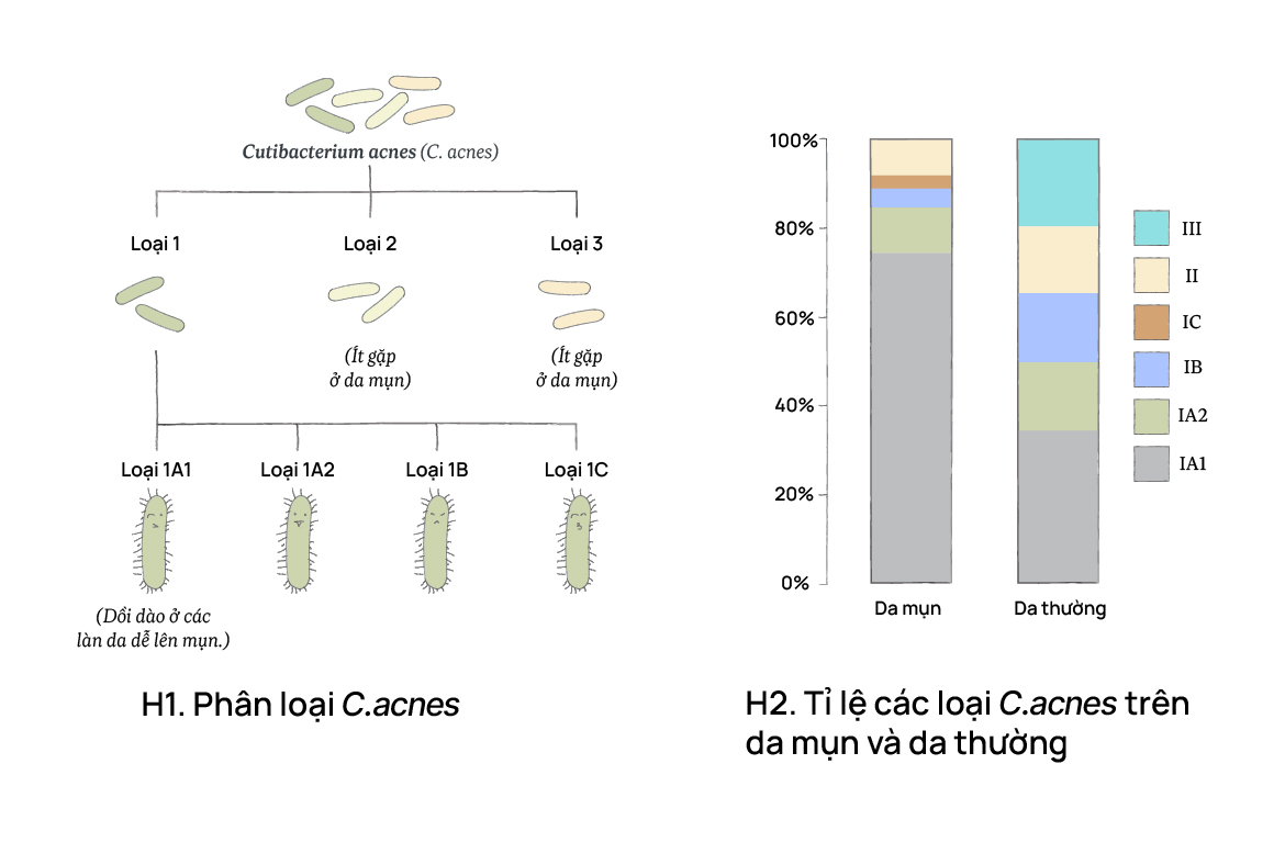 Phân loại C.acnes và tỉ lệ C.acnes trên da mụn và da thường