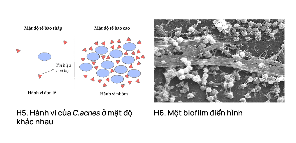 Hành vi của C. acnes ở mật độ khác nhau
Một biofilm điển hình