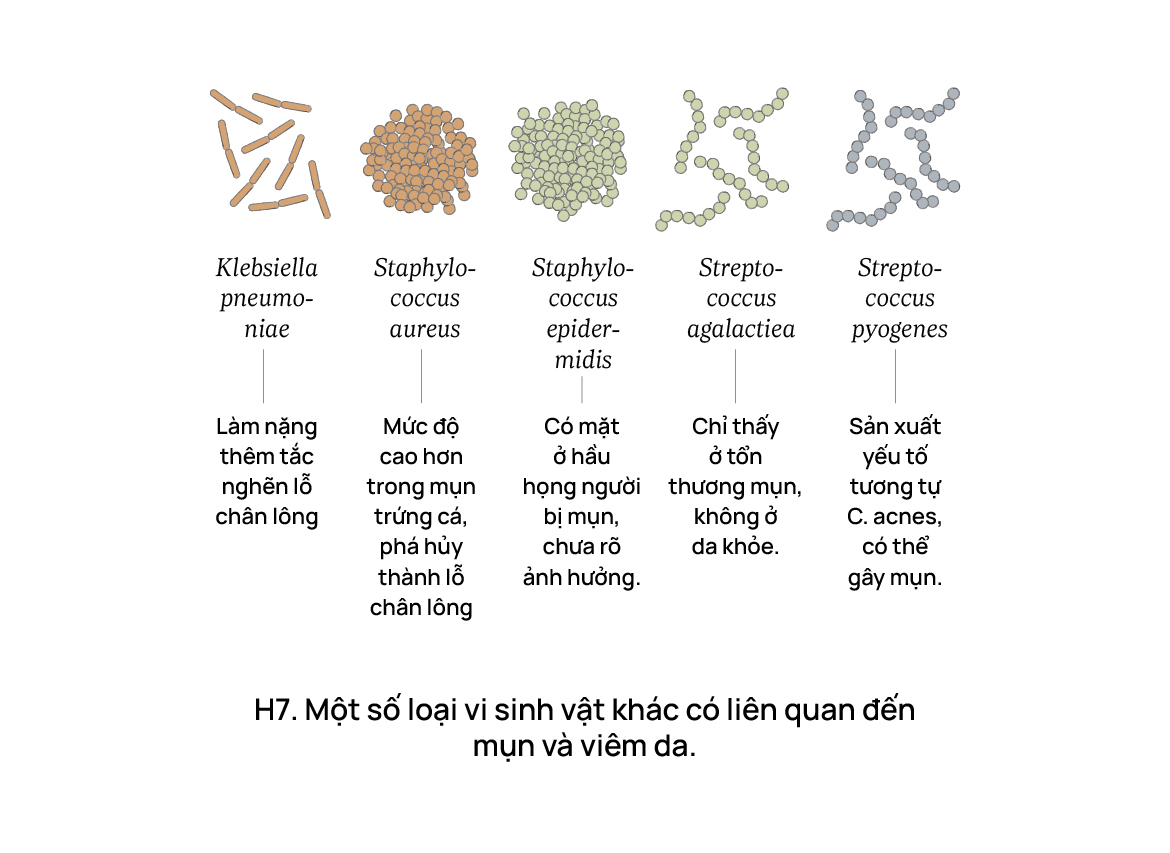 Một số loại vi sinh vật khác có liên quan đến mụn và viêm da.