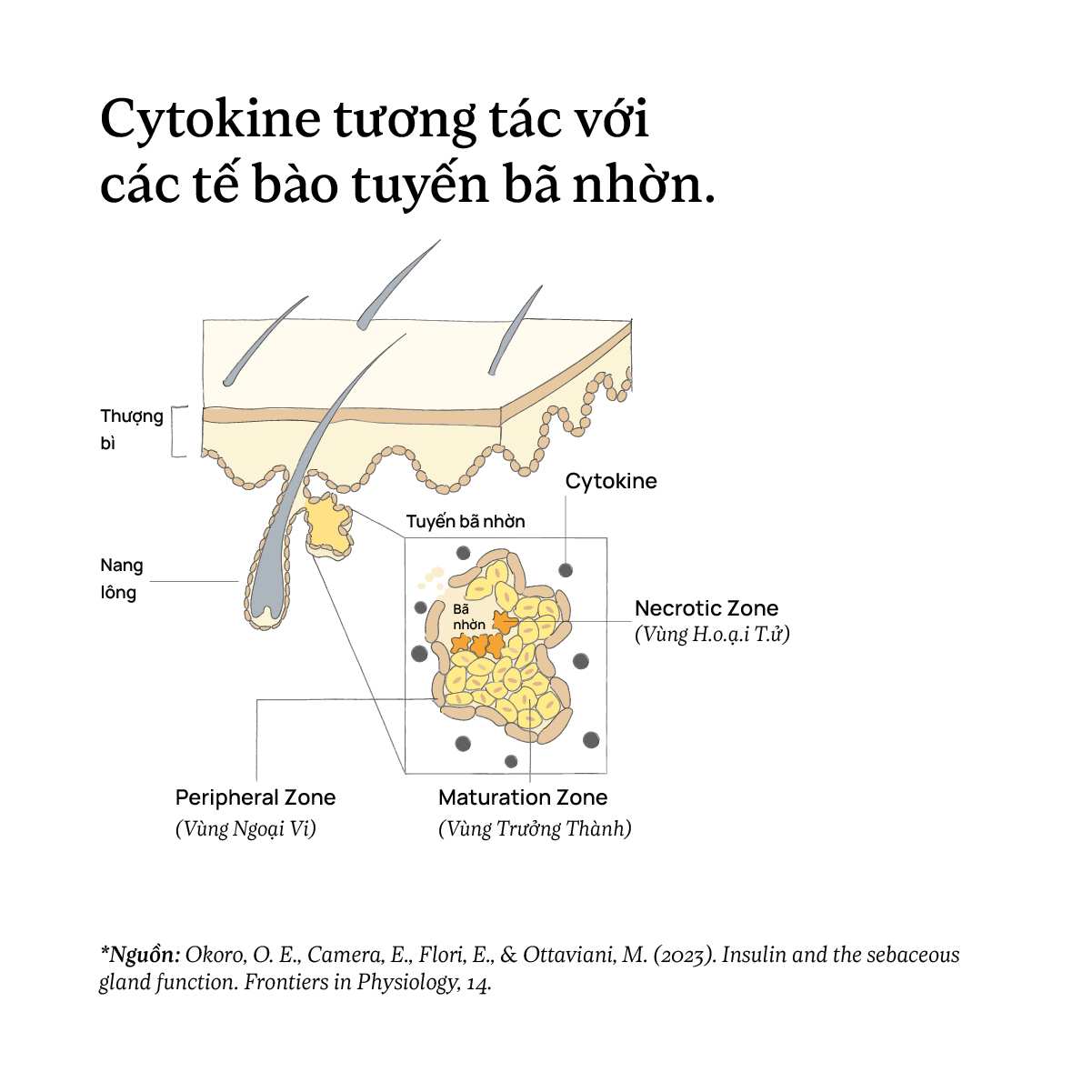 Cytokine tương tác với các tế bào tuyến bã nhờn