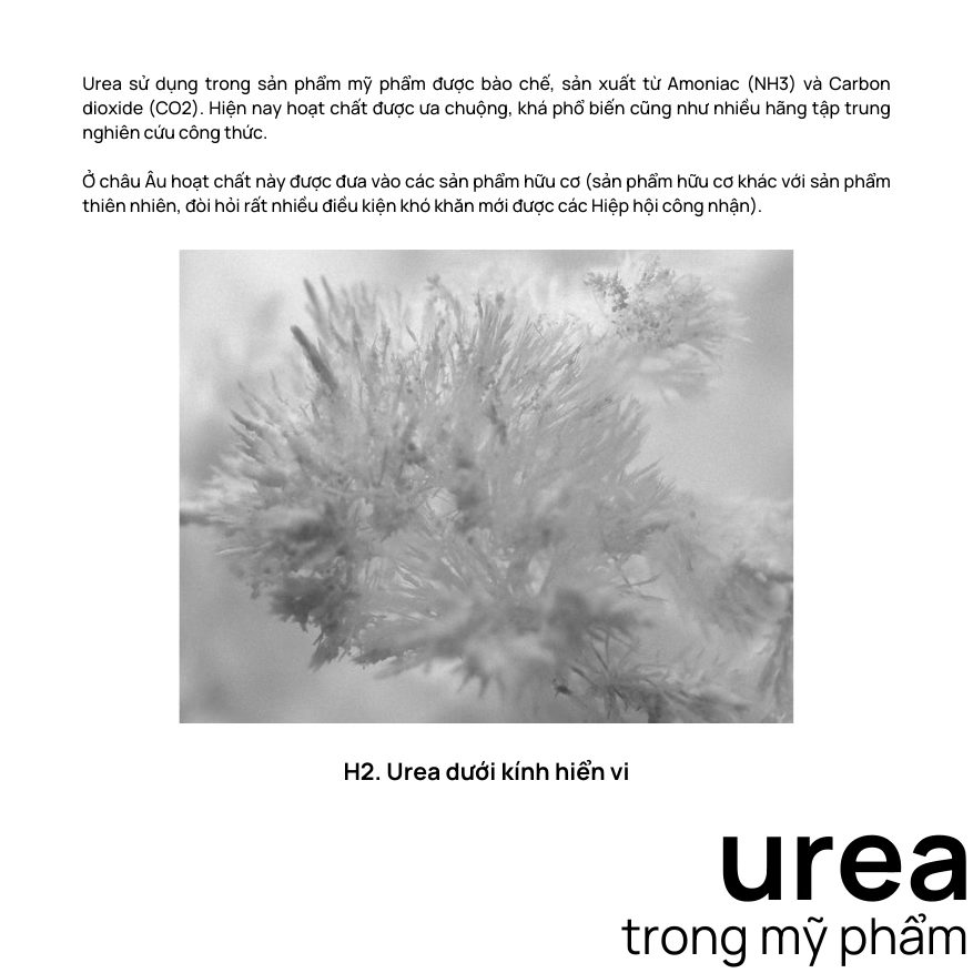 Tinh thể urea dưới kính hiển vi và urea trong mỹ phẩm