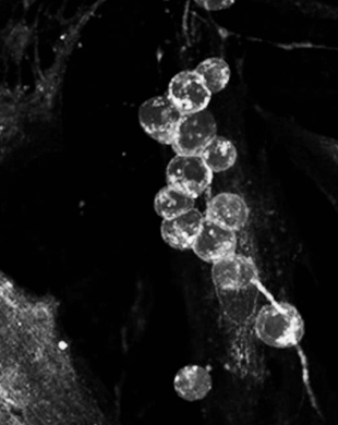 Bạch cầu đơn nhân (monocyte, màu xanh dương - tiền thân của đại thực bào) bám dính tập trung nhờ các thụ thể (như CD44 và TLR) vào một sợi HA (màu xanh lá) được tổng hợp bởi tế bào cơ trơn trong điều kiện kích thích viêm bởi poly(I:C) (polyinosinic:polycytidylic acid - một tín hiệu báo nhiễm virus).