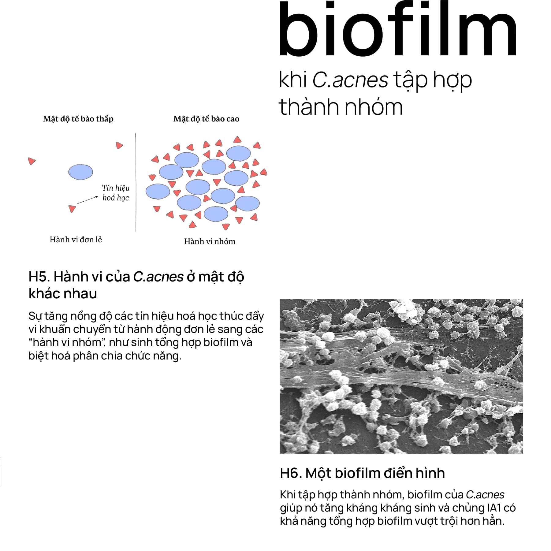 Biofilm khi C.acnes tập hợp thành nhóm