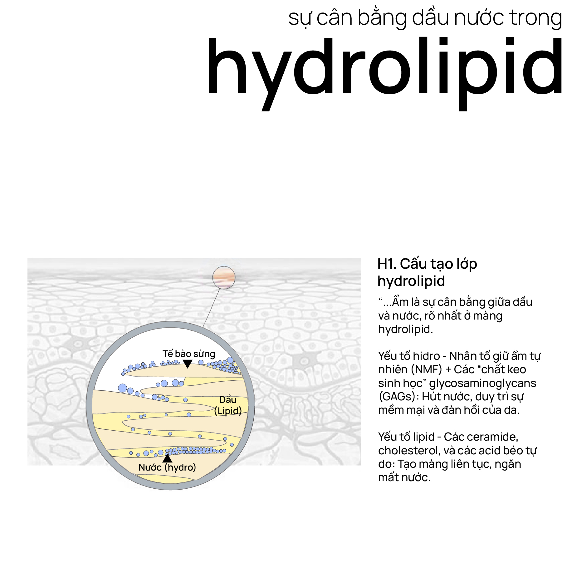 Sự cân bằng dầu nước trong hydrolipid