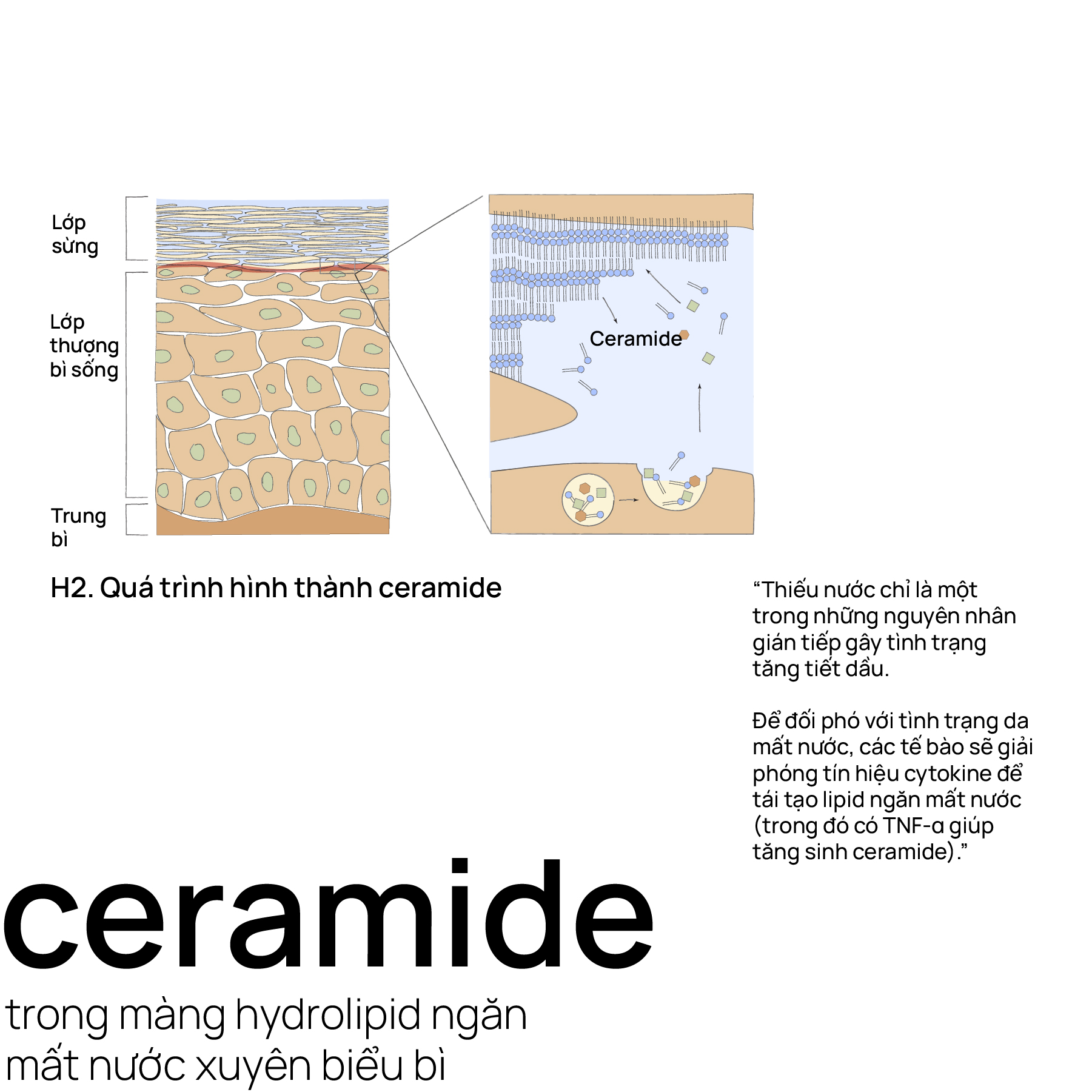 Ceramide trong màng hydrolipid ngăn mất nước xuyên biểu bì