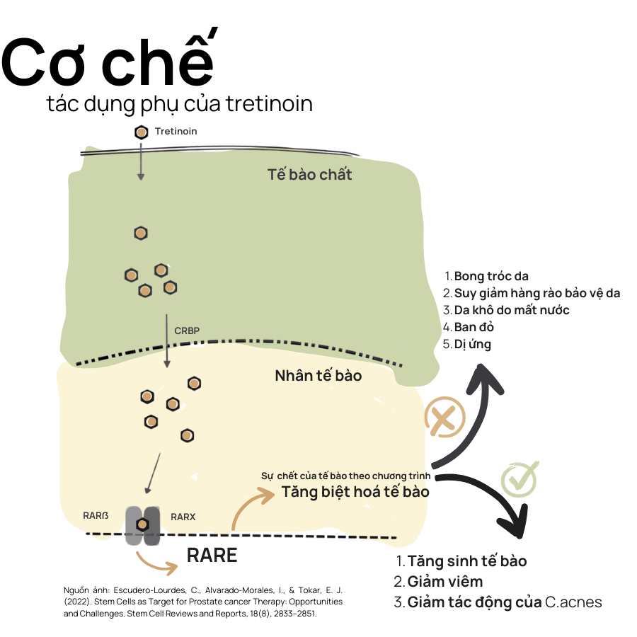 Cơ chế gây nên tác dụng phụ khi dùng Tretinoin