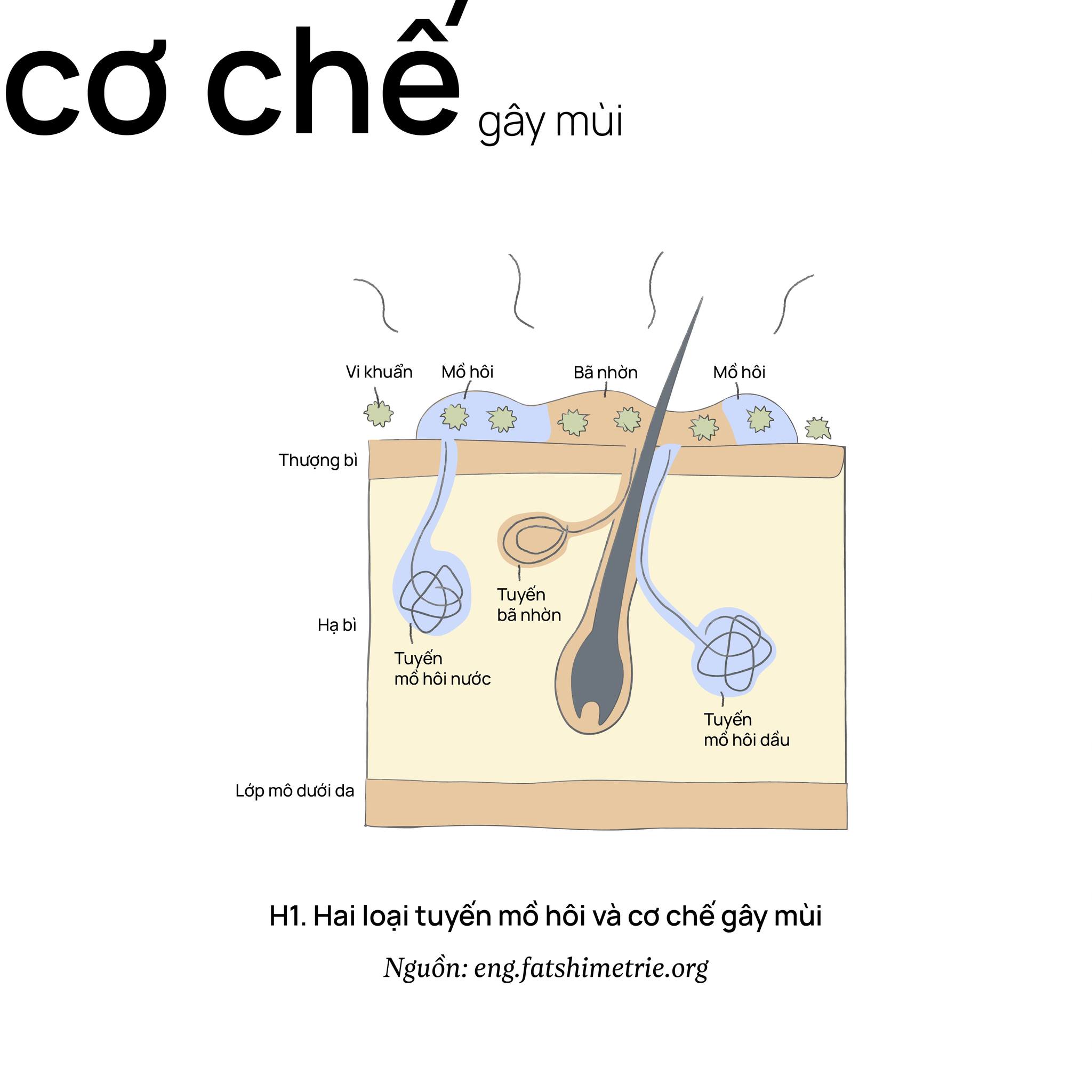 Cơ chế gây mùi cơ thể