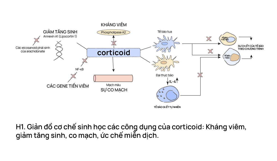 Giản đồ cơ chế sinh học các công dụng của corticoid: Kháng viêm, giảm tăng sinh, co mạch, ức chế miễn dịch.