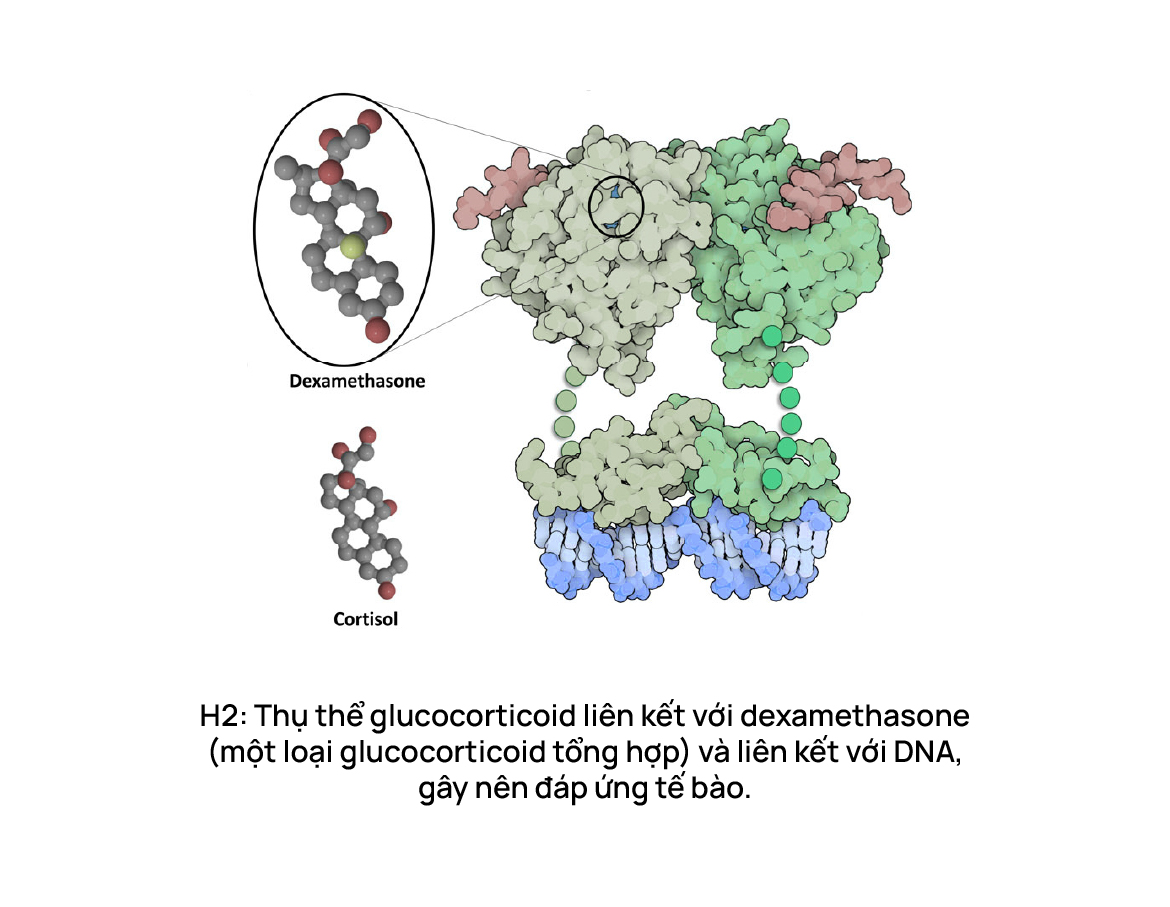 Thụ thể glucocorticoid liên kết với dexamethasone (một loại glucocorticoid tổng hợp) và liên kết với DNA, gây nên đáp ứng tế bào.