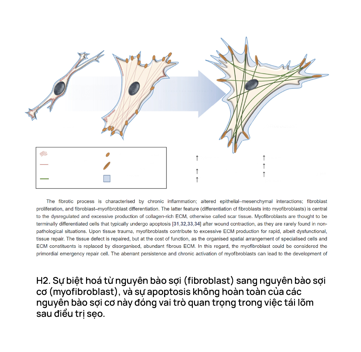 Sự biệt hóa từ nguyên bào sợi (fibroblast) sang nguyên bào sợi cơ (myofibroblast), và sự apoptosis không hoàn toàn của các nguyên bào sợi cơ này đóng vai trò quan trọng trong việc tái lõm sau điều trị sẹo.