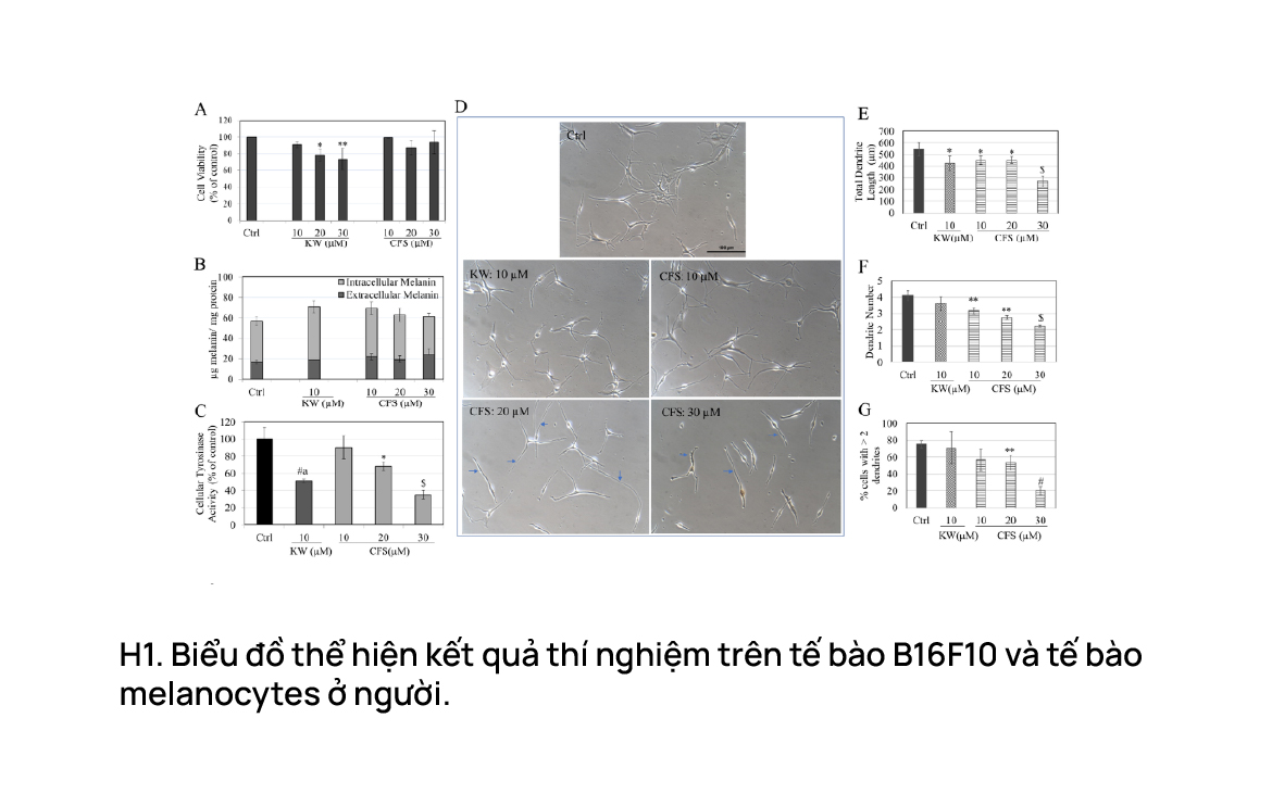 Biểu đồ thể hiện kết quả thí nghiệm trên tế bào B16F10 và tế bào melanocyte ở người